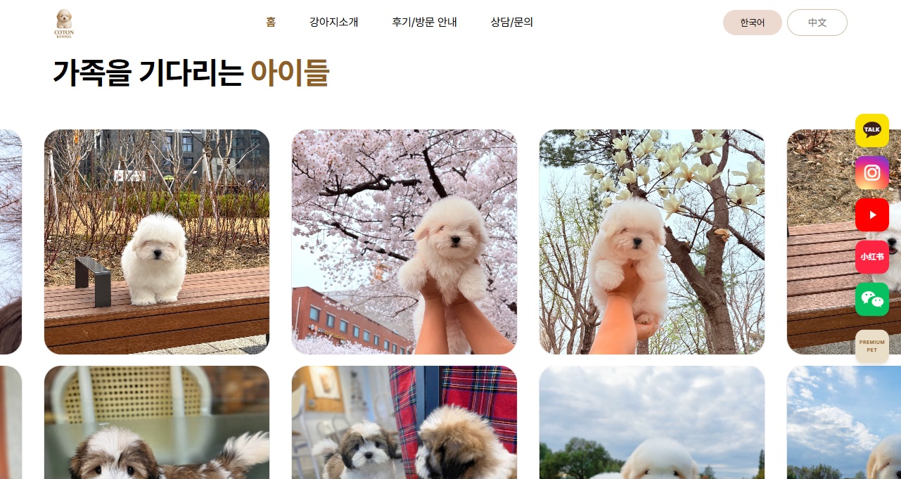 꼬통켄넬 2